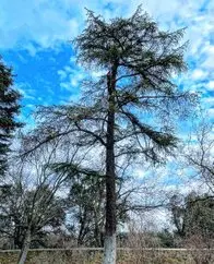 Poda de árboles talas controladas Islas Baleares, Arboricultura